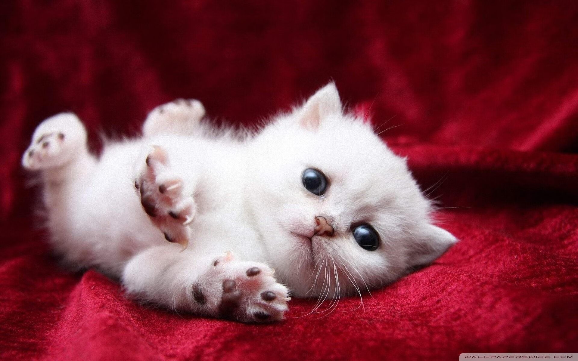 开云体育中国-当希望之星撞上暮年巨星，京多安用一堂价值连城的控场课让青春黯然失色