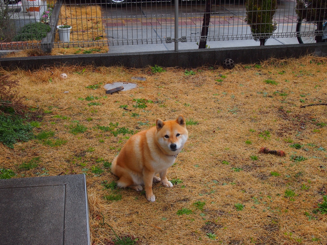 库尔图瓦神扑救主宰比赛，英格兰加时鏖战险胜苏格兰—足球之夜的激情与悬念